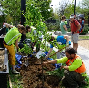 Photo courtesy: www.caseytrees.org