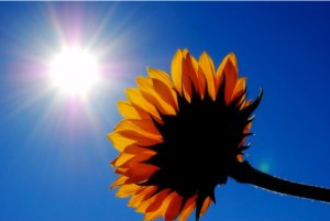 Sunflower renew Untitled-12