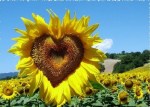 sunflowers-love
