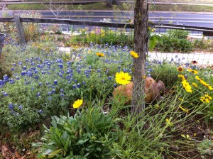 Spring Flowers IMG_1045