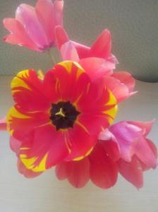 Flower Adolph 20150403_075733