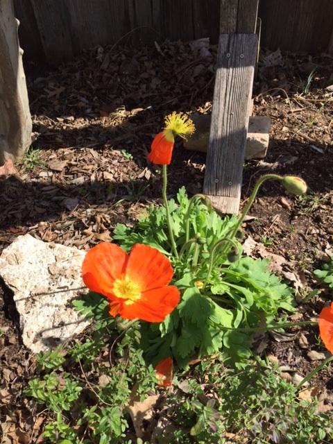 Orange Flower IMG_1591