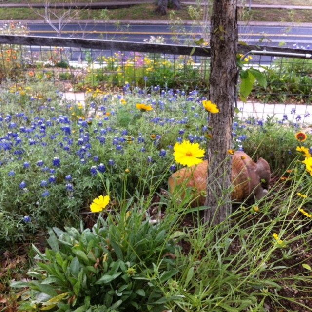 Soma Vida Flowers IMG_1938(1)