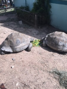 Zoo turtles IMG_0571
