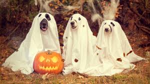 Dogs Halloween
